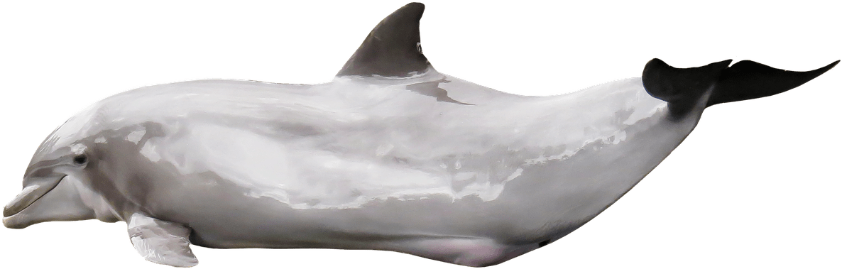 Whale Tail Clipart - Dolphin (1280x563), Png Download