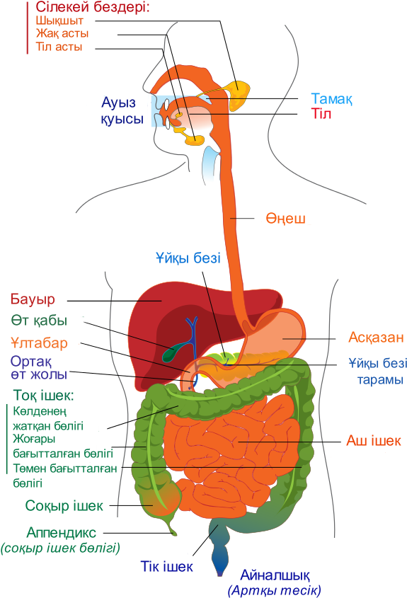 Digestive System Diagram Kk - Colour Of Digestive System (644x892), Png Download