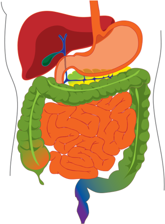 Digestive System Information Sheets By Adamf13 - Digestive System Diagram Png (609x457), Png Download