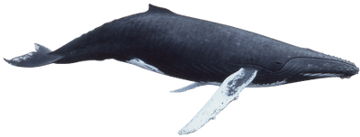 Whale Clipart Marine Animal - Humpback Whale Painting - Framed (400x400), Png Download