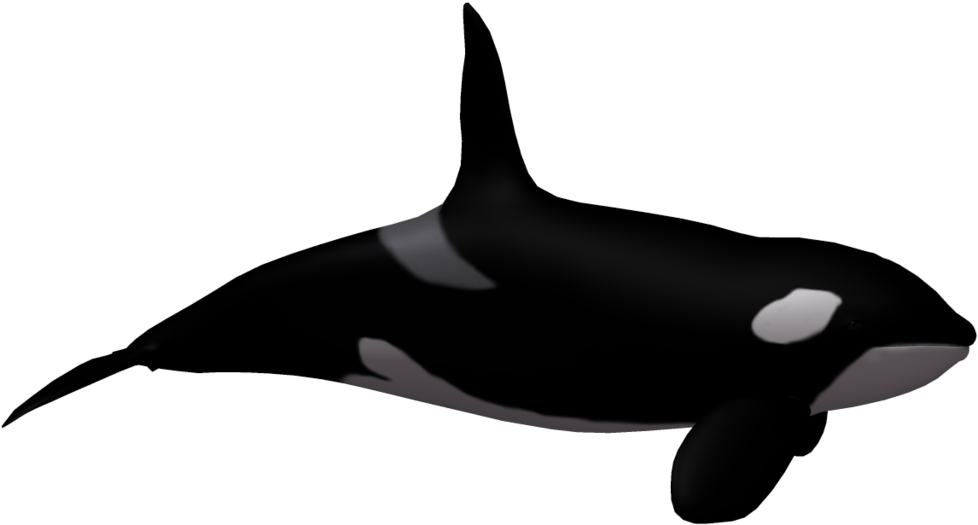 Killer Whale Clipart White Background - Killer Whale No Background (1024x639), Png Download