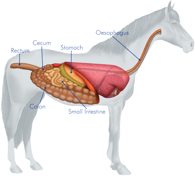 Horses Digestive System - Esophagus Of A Horse (812x735), Png Download