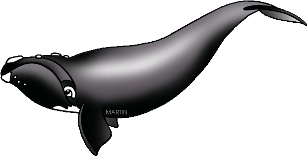 United States Clip Art By Phillip Martin - Ga State Marine Mammal (648x341), Png Download