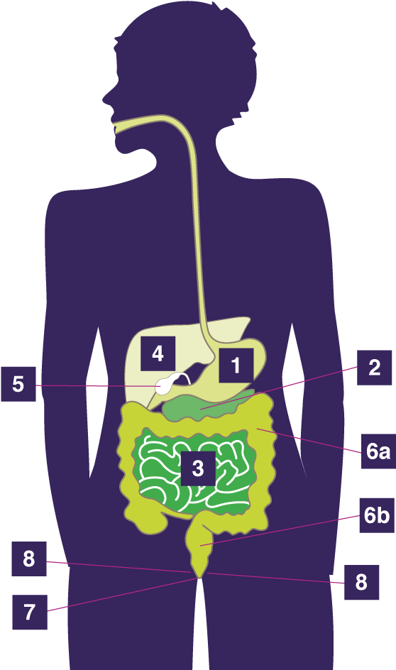 Anatomy Digestive System - Waste Is Stored Before It Leave The Body (581x957), Png Download