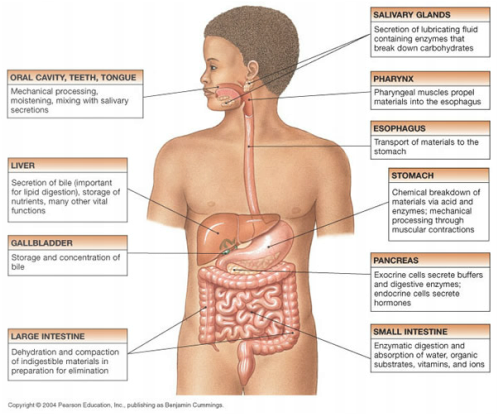 Digestive System Function (498x415), Png Download