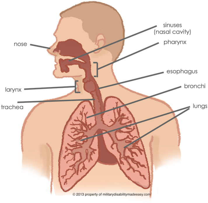 Respiratory System 1 - Does Each Part Of The Bunch Lation (720x694), Png Download