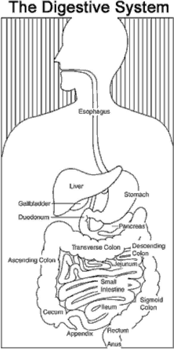 Belly Drawing Digestive System - Digestive System Diagram (620x1200), Png Download