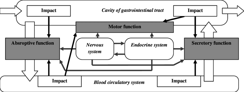 Functions Of Digestive System - Diagram (850x321), Png Download