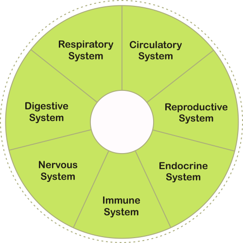 Health Benefits - Ontario Ginseng Growers Assn (500x500), Png Download