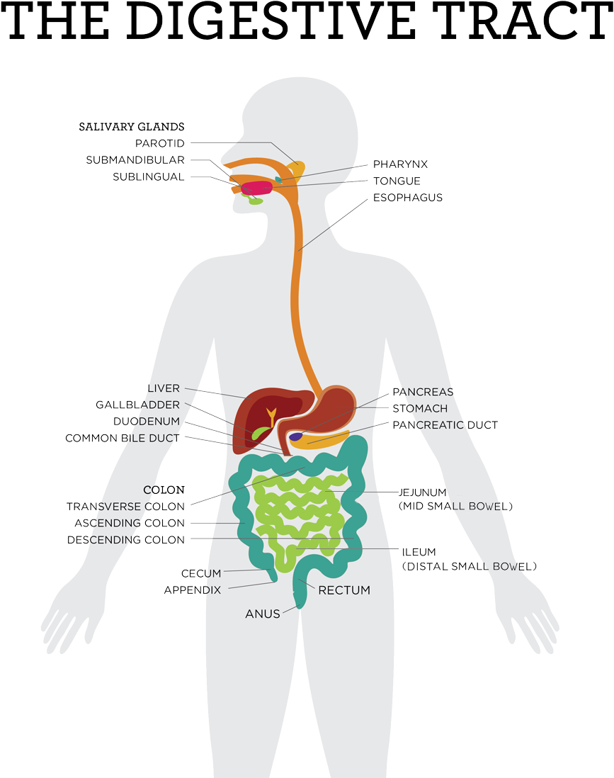 Sugar - Enzymes Maltase Sucrase And Lactase Produced (1000x1200), Png Download