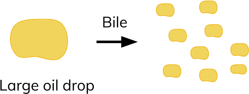 Bile Breaks Up Fats Into Tiny Droplets, Through A Process - Circle (960x600), Png Download