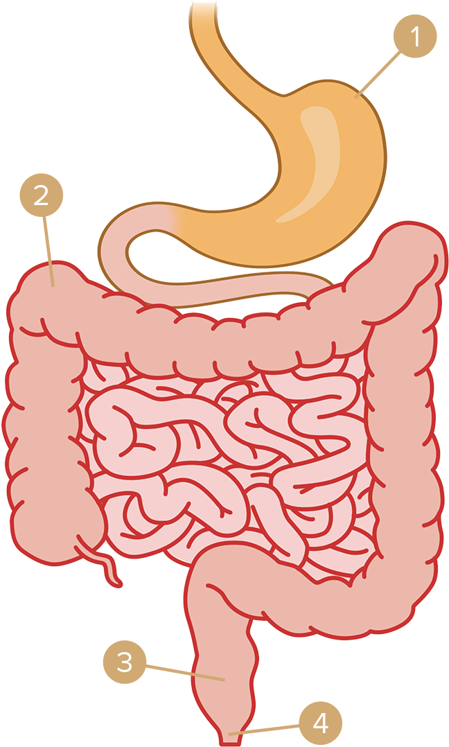 Gas Clipart Digestive System - Muscle (691x1126), Png Download