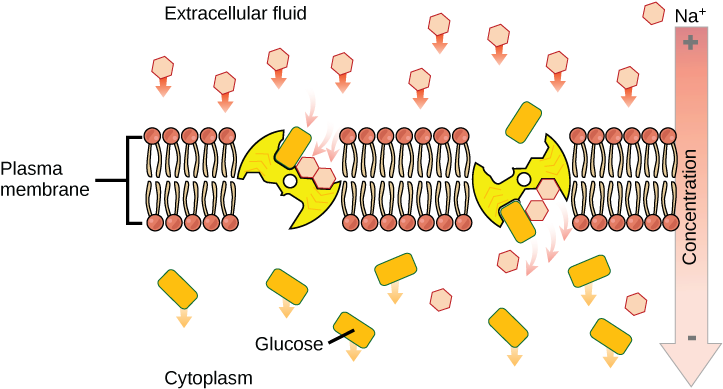 Fig 1 Sodium Moves Down Its Concentration Gradient, - Secondary Active Transport Diagram (725x397), Png Download
