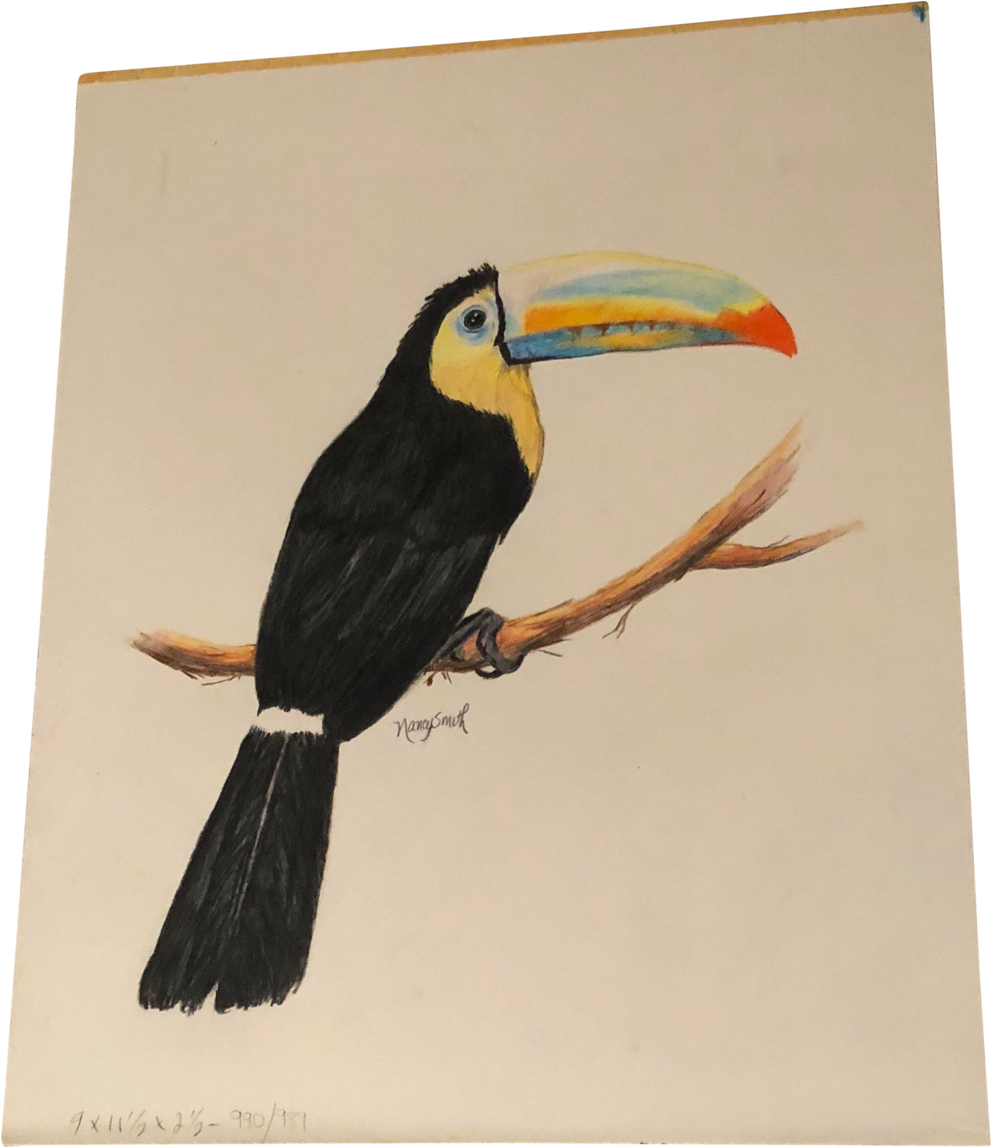 Original Colored Pencil Drawing Of A Toucan By Nancy - Toucan (2236x2587), Png Download