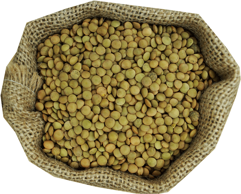 Llentia Pardina - Pulse (1000x1000), Png Download