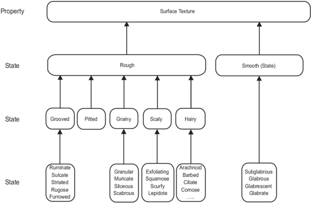 A Hierarchical Arrangement Of Properties And States - Diagram (850x424), Png Download