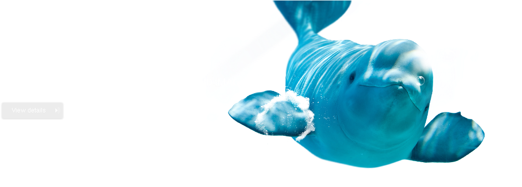 Beluga<br />lotte World Aquarium, Impression Beyond - Underwater (1280x380), Png Download
