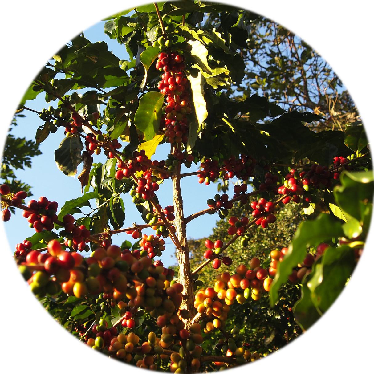 Rodríguez De Mendoza Amazonas - Rodriguez De Mendoza Amazonas (1214x1214), Png Download