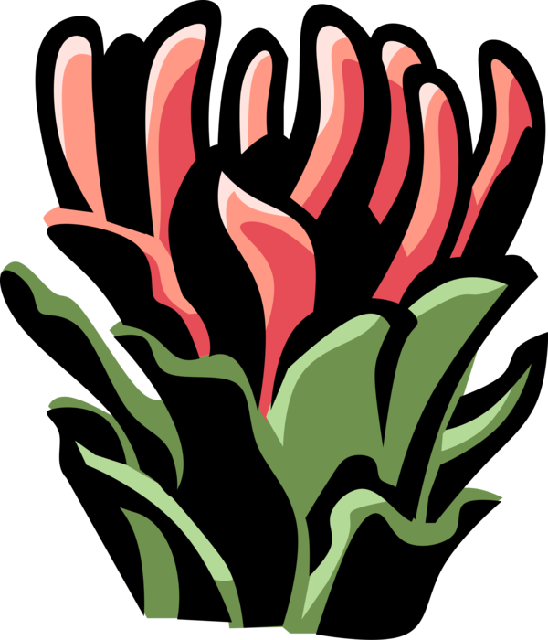 Vector Illustration Of Protea Botanical Horticulture (600x700), Png Download
