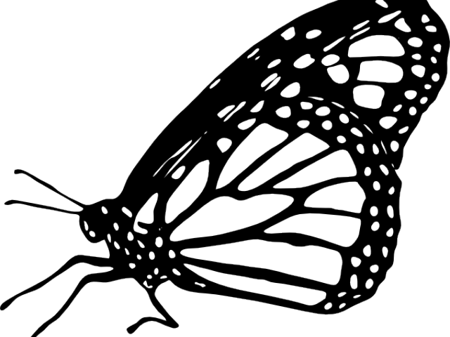 Monarch Butterfly Clipart Outline - Monarch Butterfly Clipart Black And White (640x480), Png Download