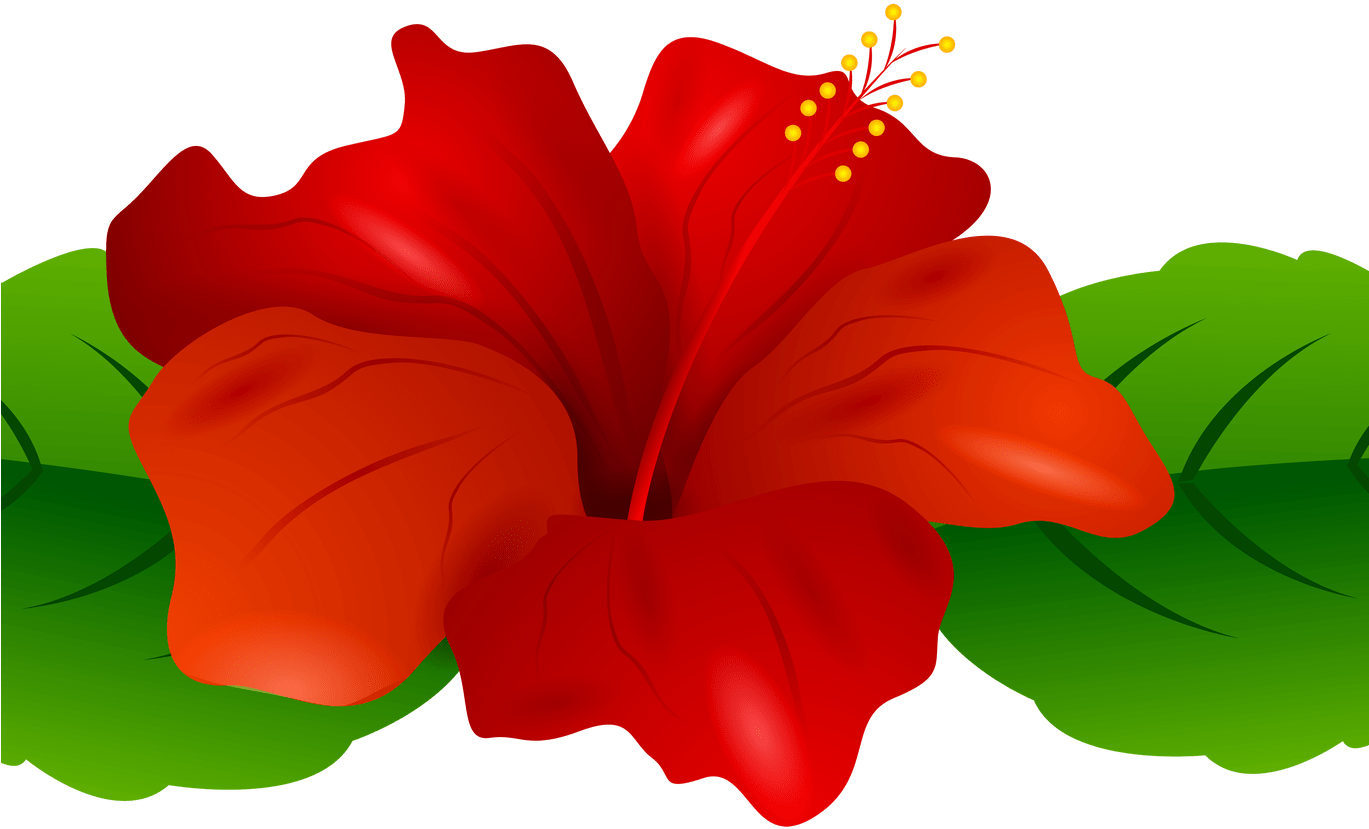 Hibiscus Clipart Flower Boarder, Hibiscus Flower Boarder - Transparent Flowers Clipart Png (1368x855), Png Download