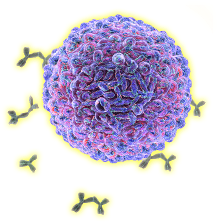 Immune Cells (600x600), Png Download