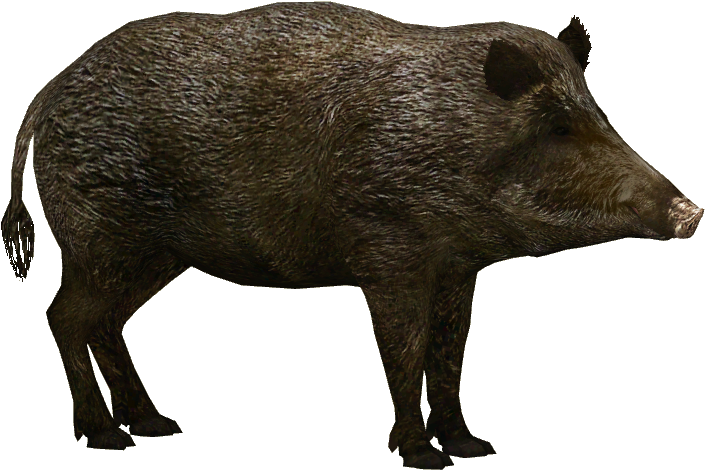 Boar Png (704x704), Png Download