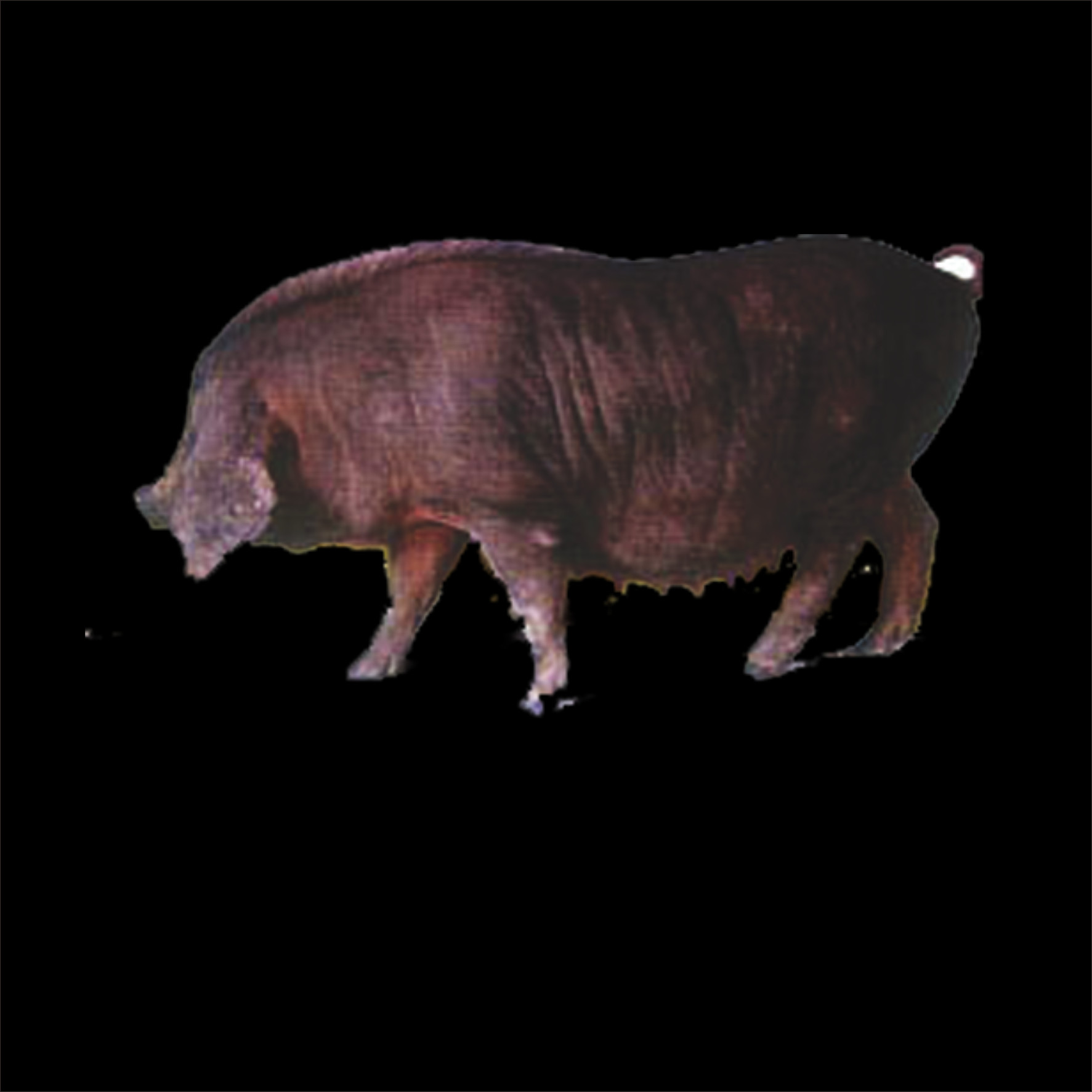Free Boar Pngs - Darkness (1773x1773), Png Download