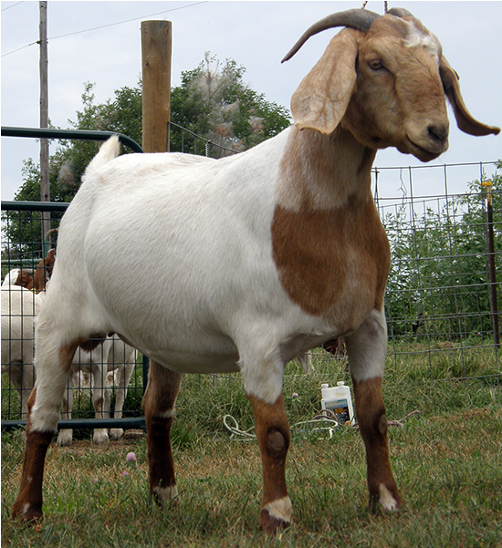 Earning From Goat Farming - Best Goat (900x600), Png Download