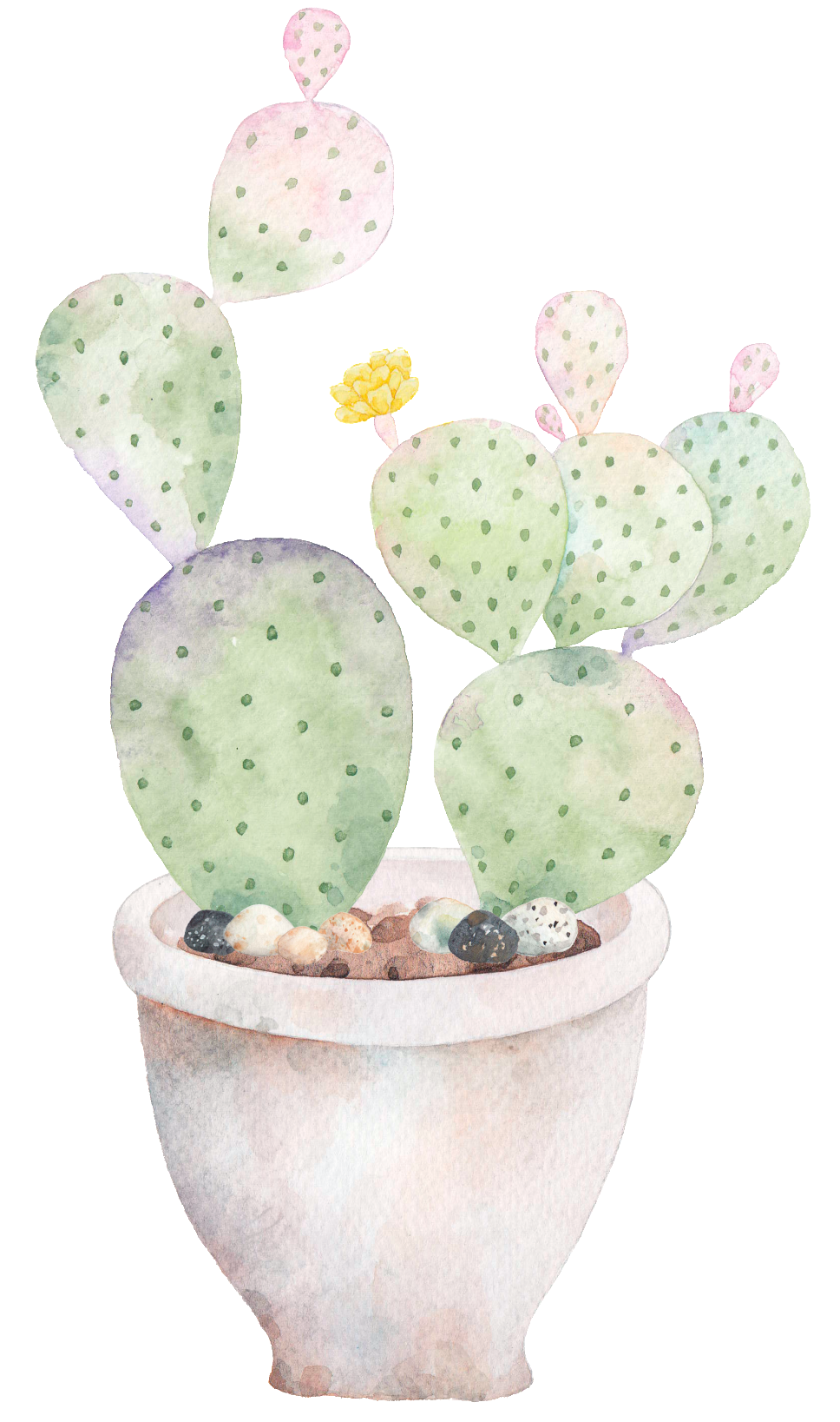 Hand Painted A Plate Of Cactus Png Transparent - Cactus (1024x1702), Png Download