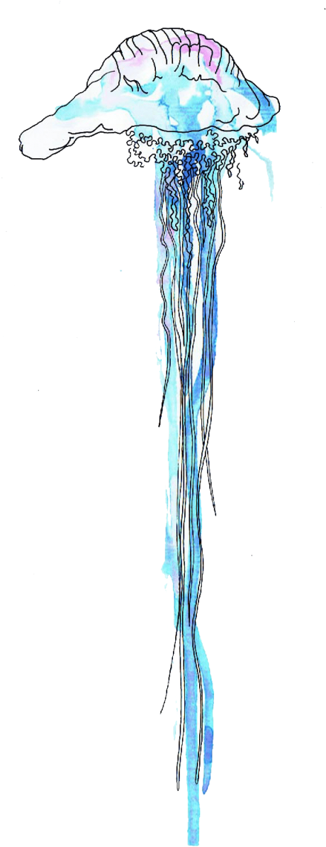 Free Png Download Blue Bottle Jellyfish Free Desktop - Sketch (480x1266), Png Download