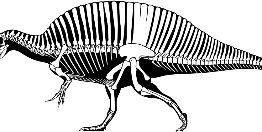 Tyrannosaurus Rex Spinosaurus Aegyptiacus - Suchomimus Vs T Rex Size (836x423), Png Download