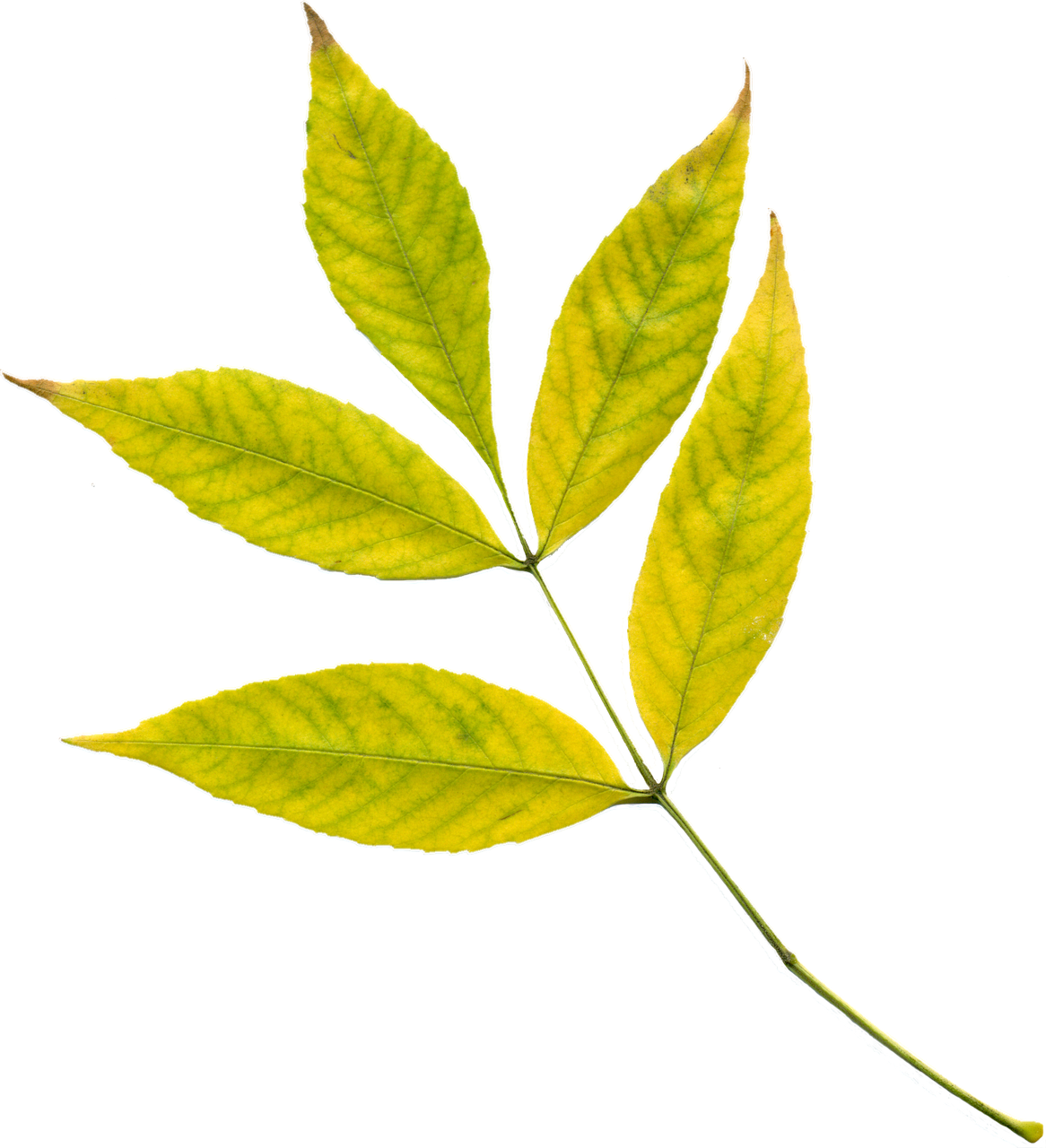 Autumn,leaves,yellow Leaves,yellow,autumn Leaf,plant,clipart, - Photosynthesis Leaf Png (1166x1280), Png Download