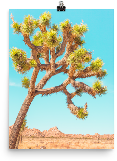 Joshua Tree & Turquoise Skies Print - Painting (1000x1000), Png Download