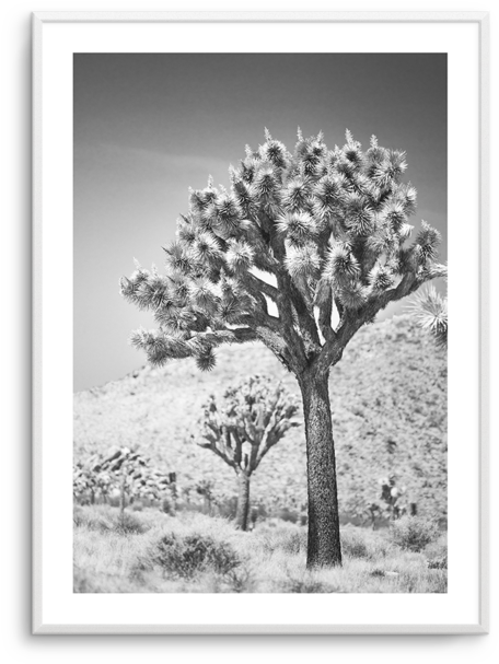 Joshua Tree - Picture Frame (600x756), Png Download