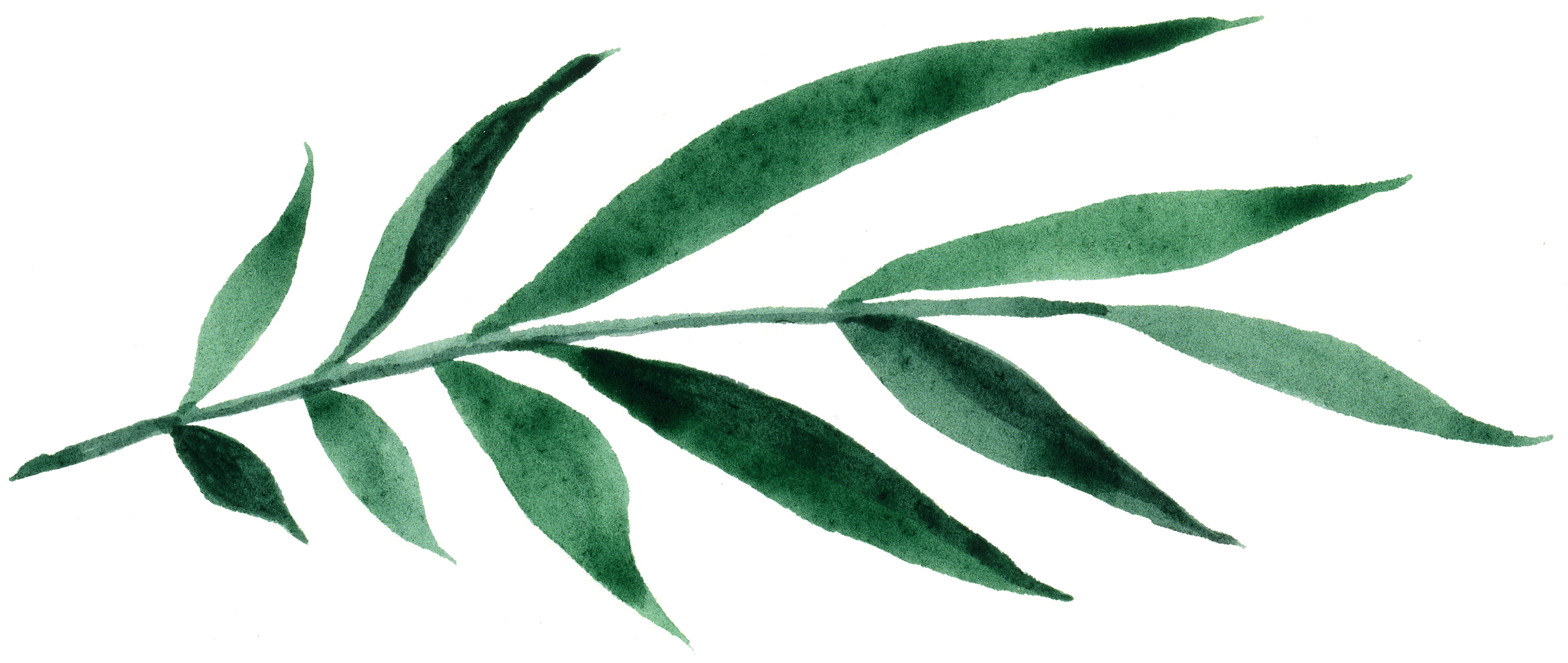 An Engagement Session In Joshua Tree, California, Was - Russian Olive (3103x1319), Png Download