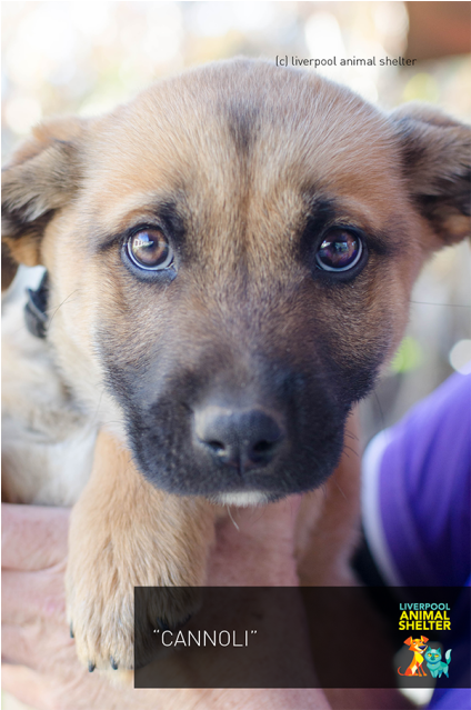 Photo Of Cannoli - Companion Dog (638x638), Png Download