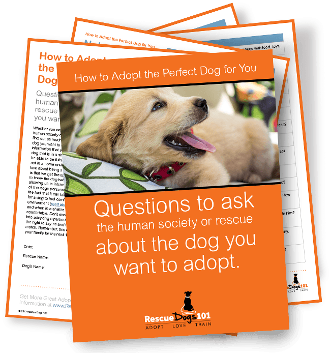 Asking All The Right Questions When Adopting A Dog, - Companion Dog (658x702), Png Download