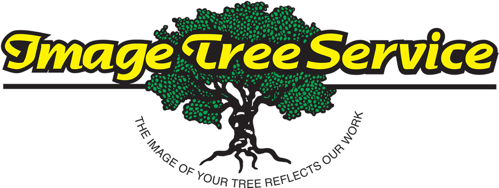 Get Around - Tree (1000x380), Png Download