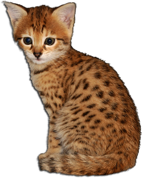 Coco - Savannah (504x624), Png Download