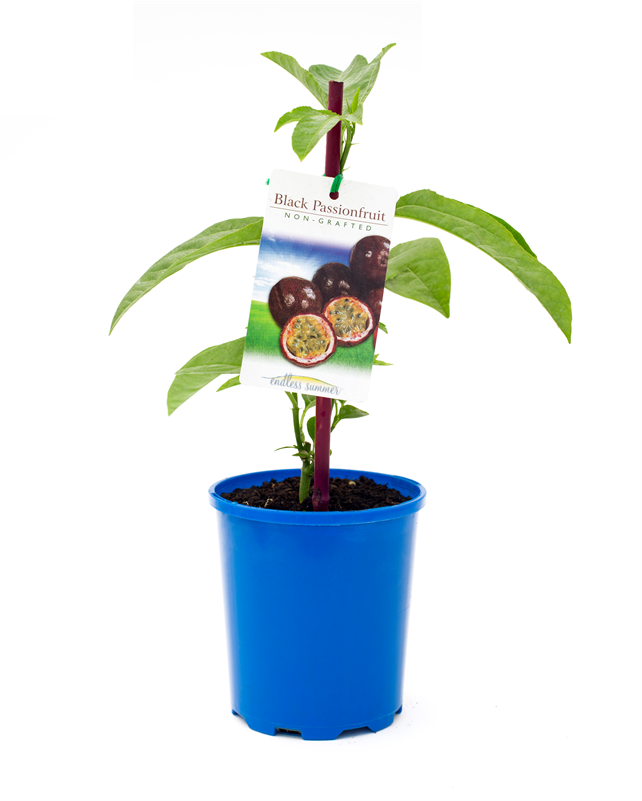 Passion Fruit Plant Bunnings (800x800), Png Download