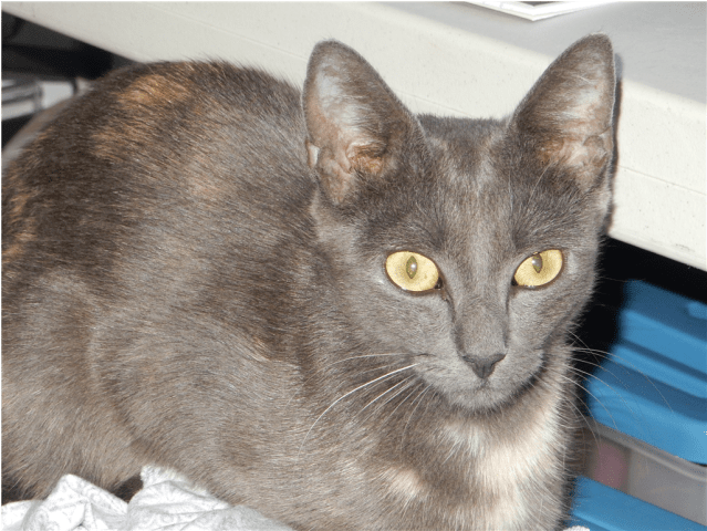 Photo Of Lorde - Domestic Short-haired Cat (638x638), Png Download