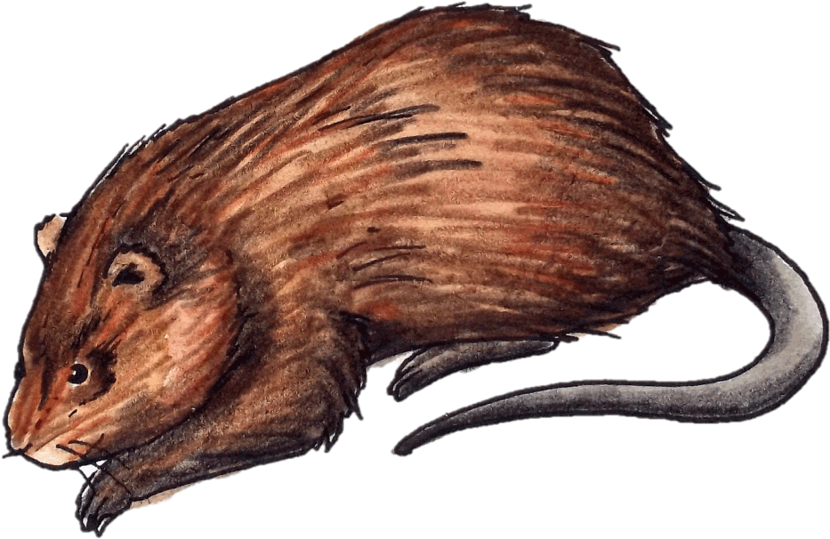 1280 X 720 1 - Rat (1280x720), Png Download
