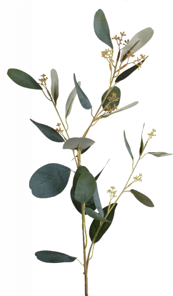 S3810grn Eucalyptus Spray With Seed - Perforate St John's Wort (800x600), Png Download