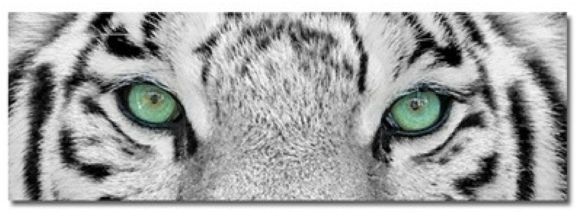 Tiger Eyes - Weißer Tiger (575x575), Png Download