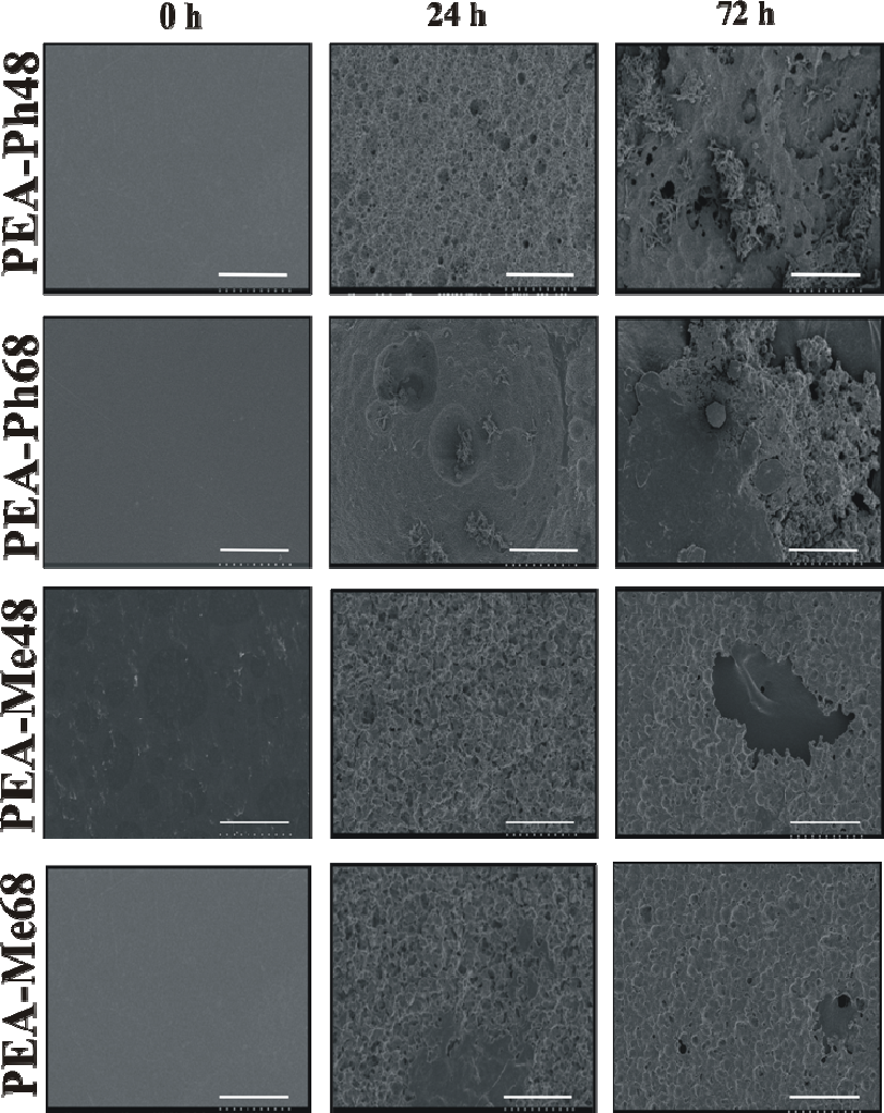 Sem Images Of Pea Films Following 72 H Of Incubation - Floor (812x1023), Png Download