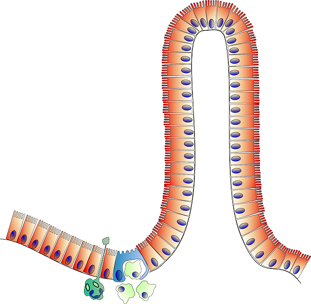 Celiac Disease - Enterocyte Cartoon (640x624), Png Download