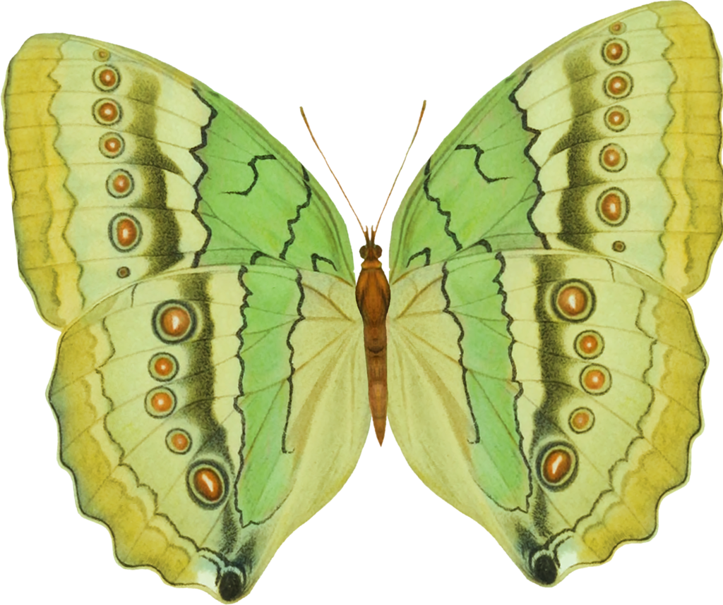 Image Du Blog Zezete2 - American Painted Lady (1024x858), Png Download