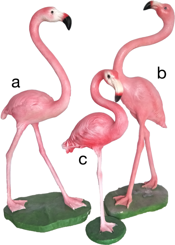 Pink Flamingo - Greater Flamingo (843x1024), Png Download