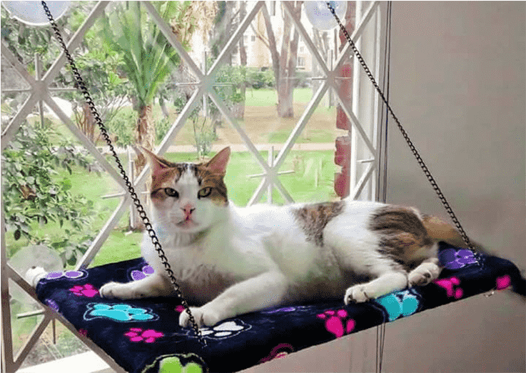 Cama Colgante De Ventana - Domestic Short-haired Cat (736x736), Png Download